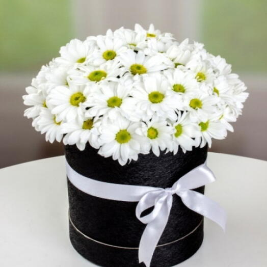 White Daisies in a Black Box