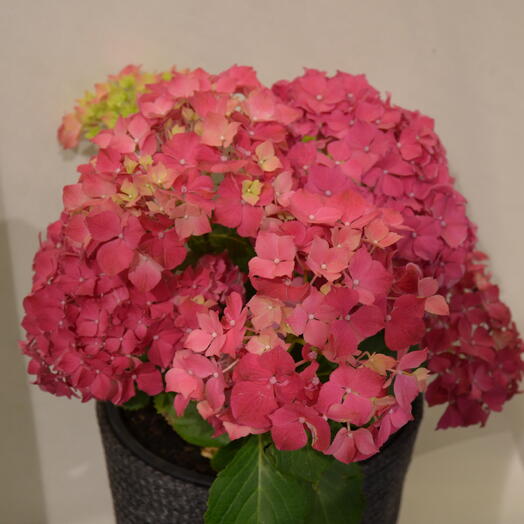 Home hydrangea in a pot