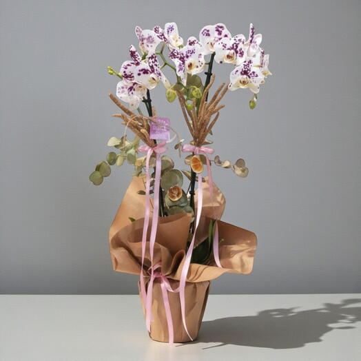 Saksı orkide 2 li