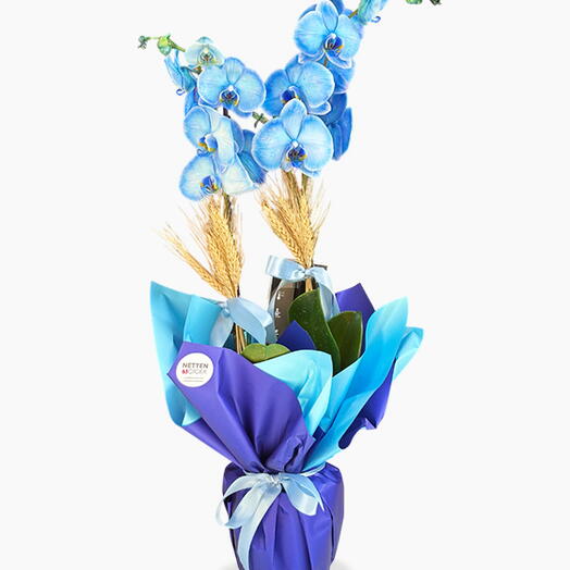 2 Dal Mavi Phalaenopsis Orkide