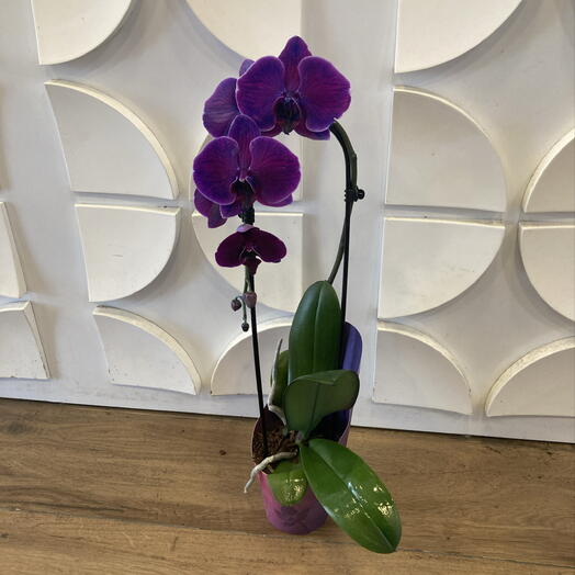 Galaxy Orcid