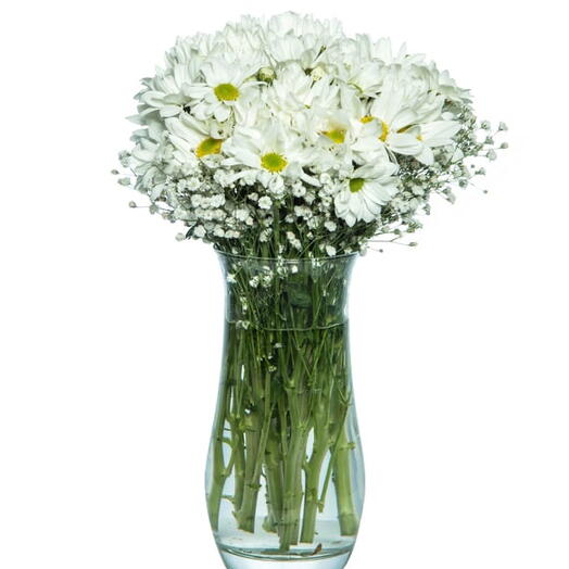 Fresh Daisies in a Glass Vase