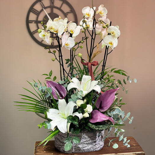 Beyaz Orkideler HR451