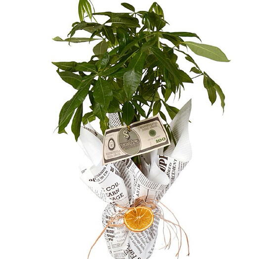 Pachira money tree wrapped in newspaper bouquet paper