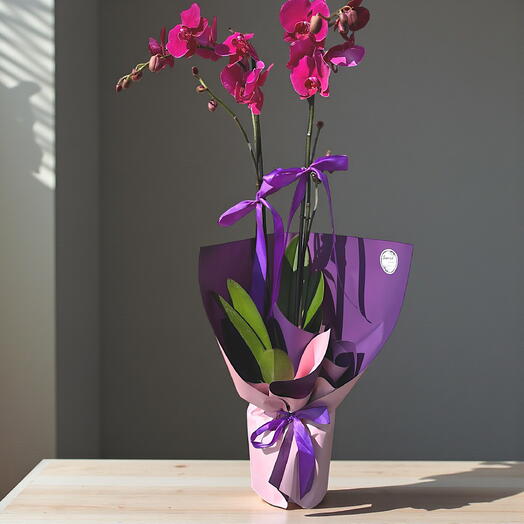 Zarif Mor İkili Orkide