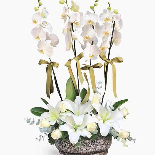 Zarif Dort Dallı Orkide Aranjmanı