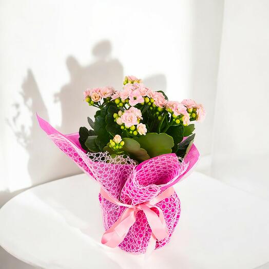 Indoor plant (kalanchoe)