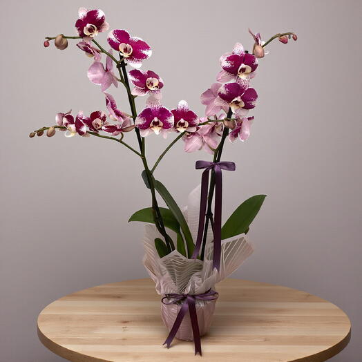 Mor Benekli Orkide
