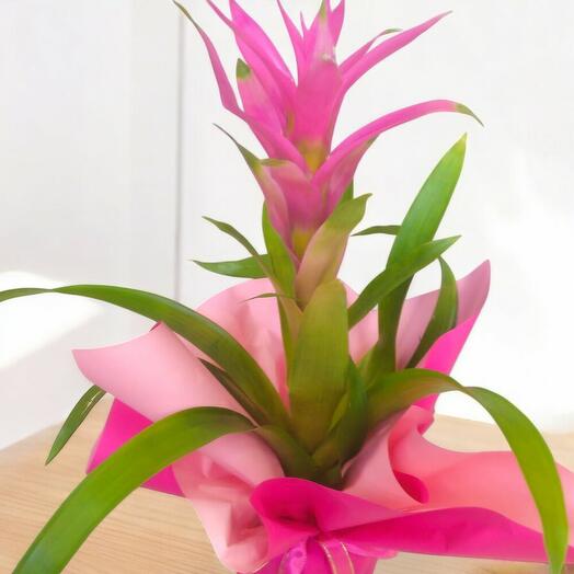 Guzmania İç Mekan Bitkisi