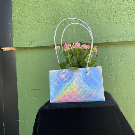 Pink Kalanchoe with Bag