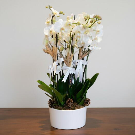 10 Dal Beyaz Orkide