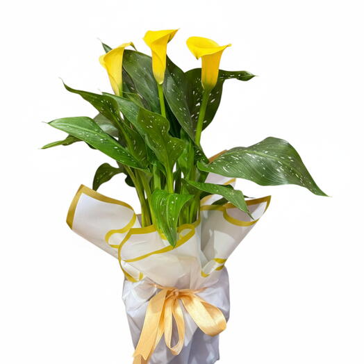 Saksıda Sarı Gala Çiçeği – Özel Tasarım Şık Sunum