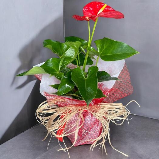 Antoryum saksı çiçeği