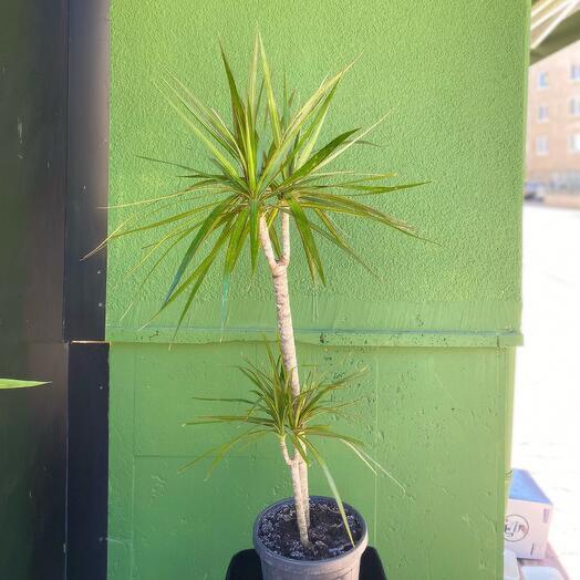 Marginata