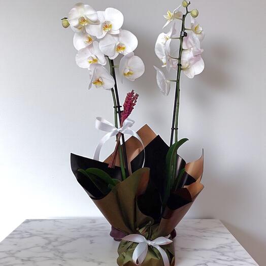 Beyaz Saksı Orkide – Zarafetin ve Asaletin Simgesi
