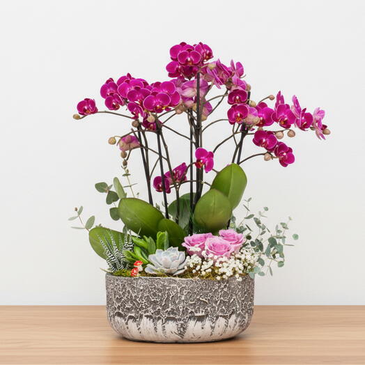 Mini orchid arrangement