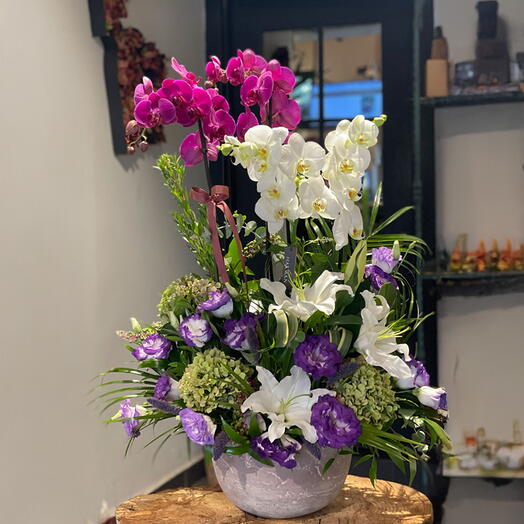 Çift Orkideler renk karışımı HR339