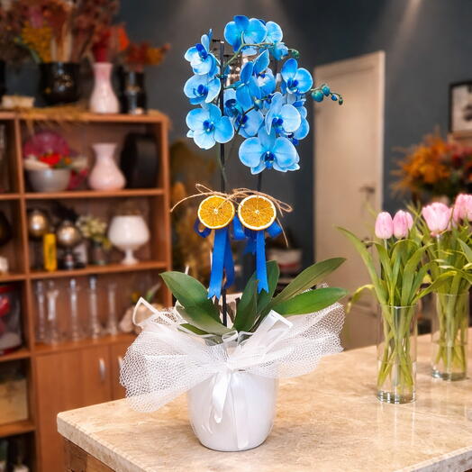 Çift dal katmerli Like mavi orkide