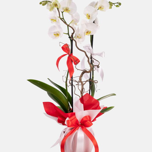 Beyaz 2 Dallı Orkide Çiçeği