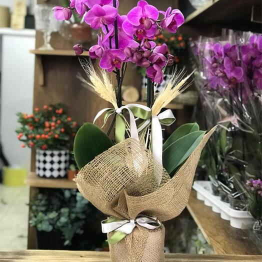 İki Dallı Mor Orkide