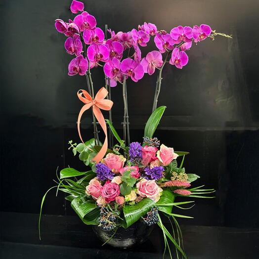 Fuşya Orkideler HR826