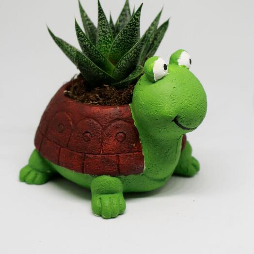 Kaktus Sevimli Tosbik Kaplumbağa Saksı + Canlı Sukulent Bitkili