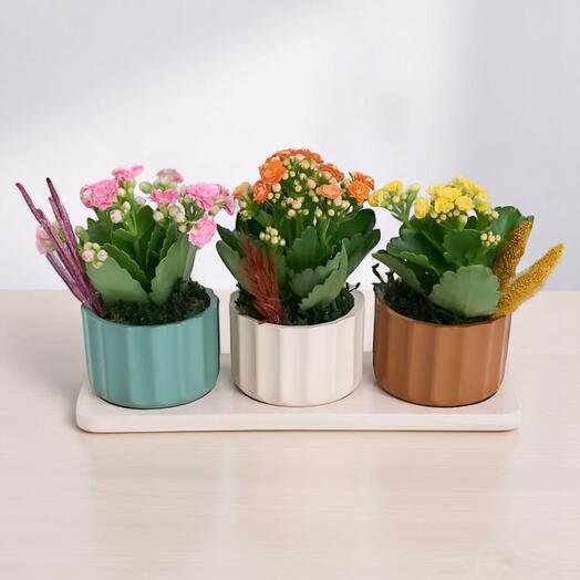 Colorful Kalanchoe Garden in 3 Pots – Yellow, Pink and Orange Beauties