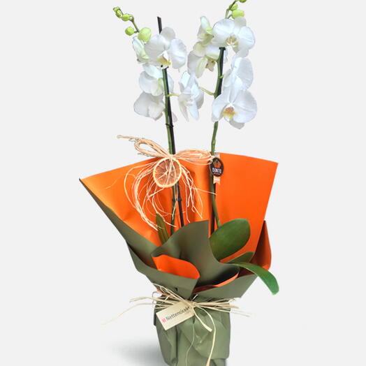 Çift Dal Beyaz Orkidem