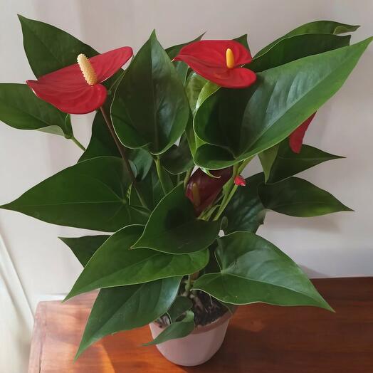 Red Anthurium