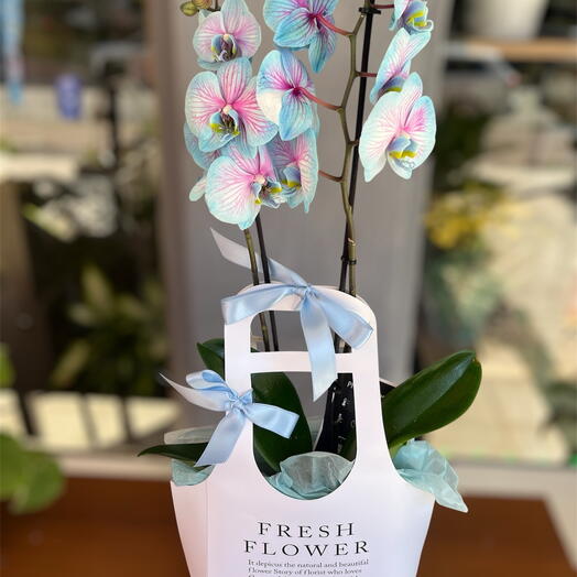 Çantada mavi Orkide aranjmanı