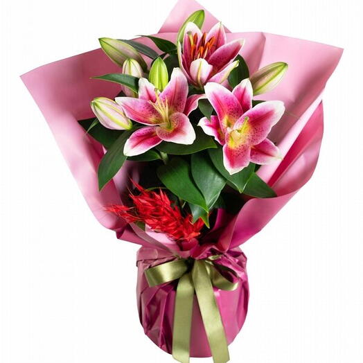 Pink potted lily flower wrapped in a pink bouquet