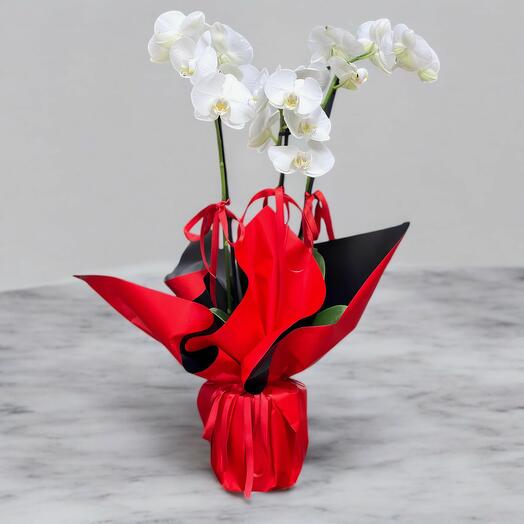 Beyaz Orkide (Phalaenopsis)