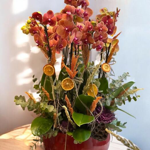 8-Stem Orchid Arrangement