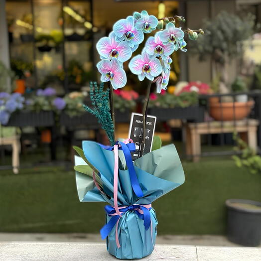 Mavi Pembe Phalaenopsis Orkide