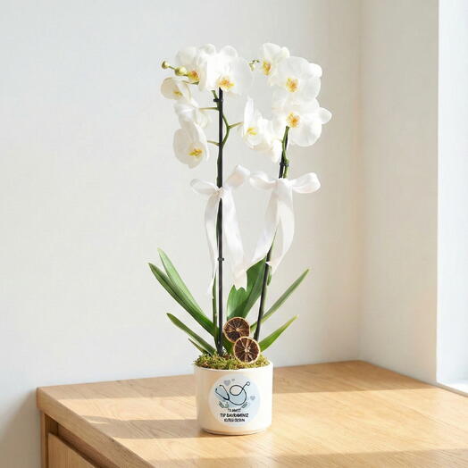 Double-Stemmed White Orchid – Elegant Phalaenopsis Potted Orchid