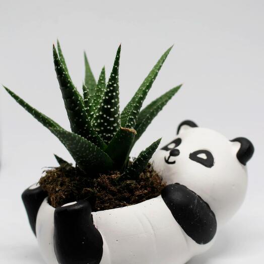 Kaktus Sevimli Panda Saksı + Canlı Bitki