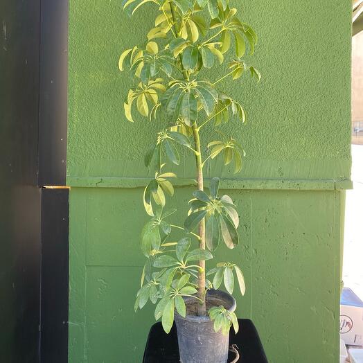 Schefflera