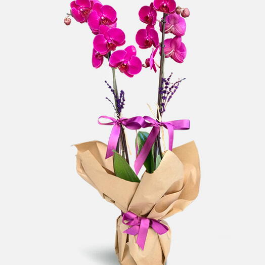 İki Dallı Mor Orkidem