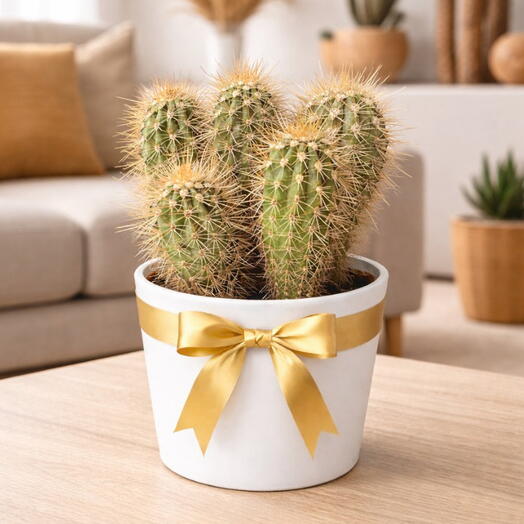 30 cm Imported Potted Cactus 🌵 | Modern Decorative Cactus