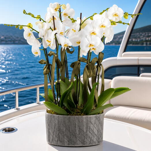 White Orchid Prestige