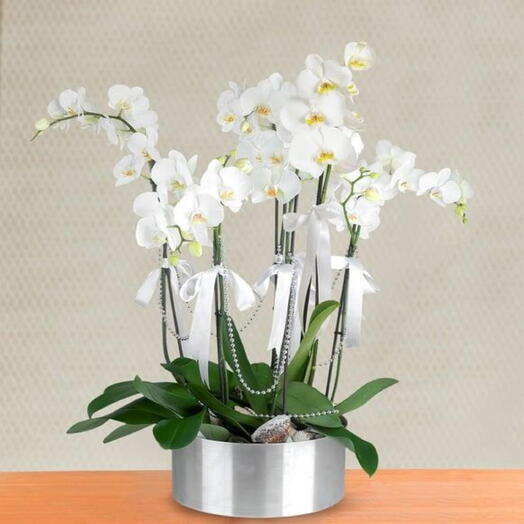 6-Stem White Orchid Arrangement