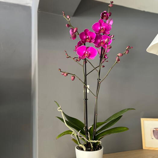 Çift dal mor orkide