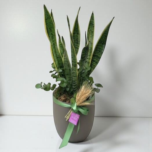 Sansevieria