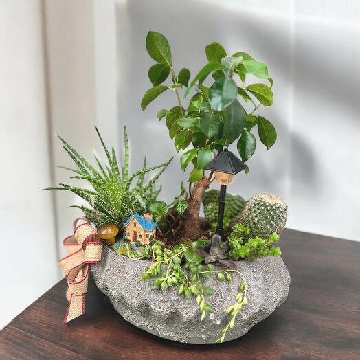 Bonsai and succulents