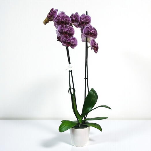 Çift dallı mor orkide