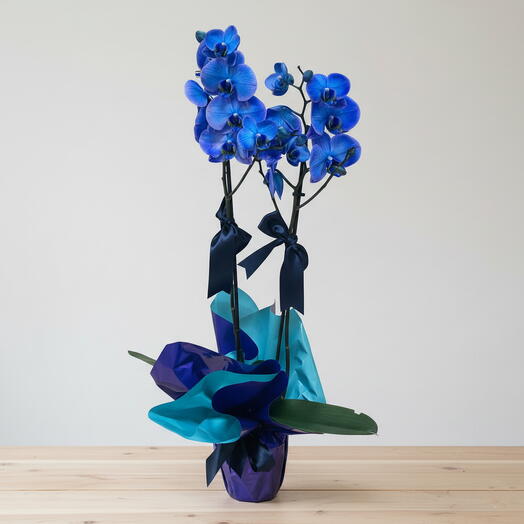 Çift Dal Mavi Orkide