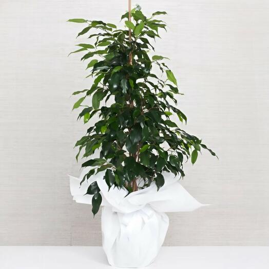 Benjamin Potted Plant