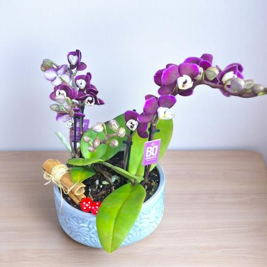 Mini Çiftli Orkide – Gri Seramik Saksıda Nakledilmiş Özel Tasarım
