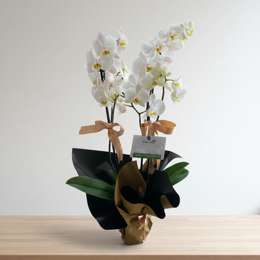 Çift Dal Beyaz Orkide