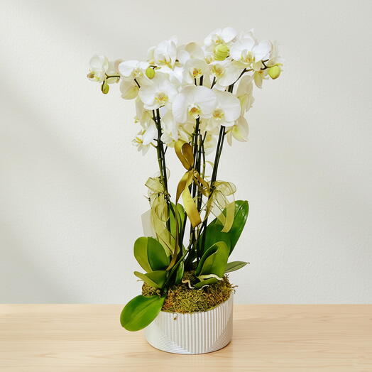 TAŞ SAKSIDA 4 DAL LUX BEYAZ ORKİDE